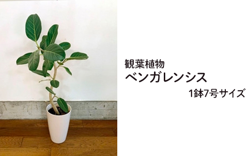 066-15 観葉植物 ベンガレンシス7号サイズ1鉢