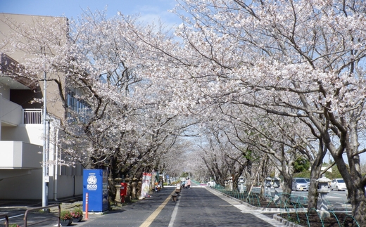 知覧平和公園「桜」の保存対策を行いました